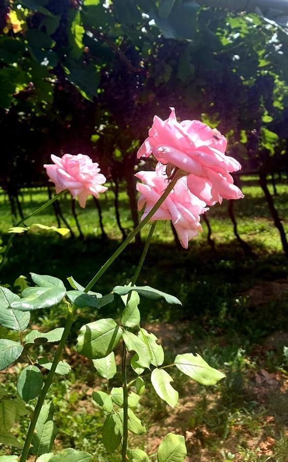 Relais Divino 호텔 알라 외부 사진